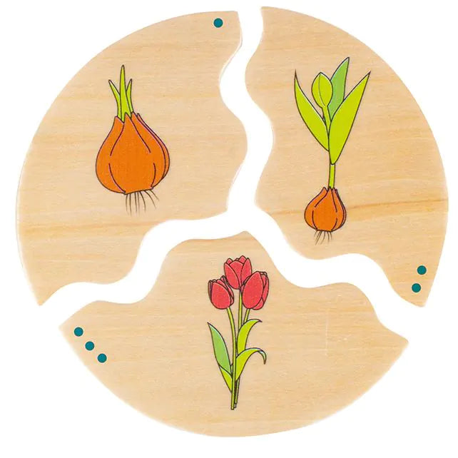 Houten Ontwikkelingsspel - NAWITO Evolution